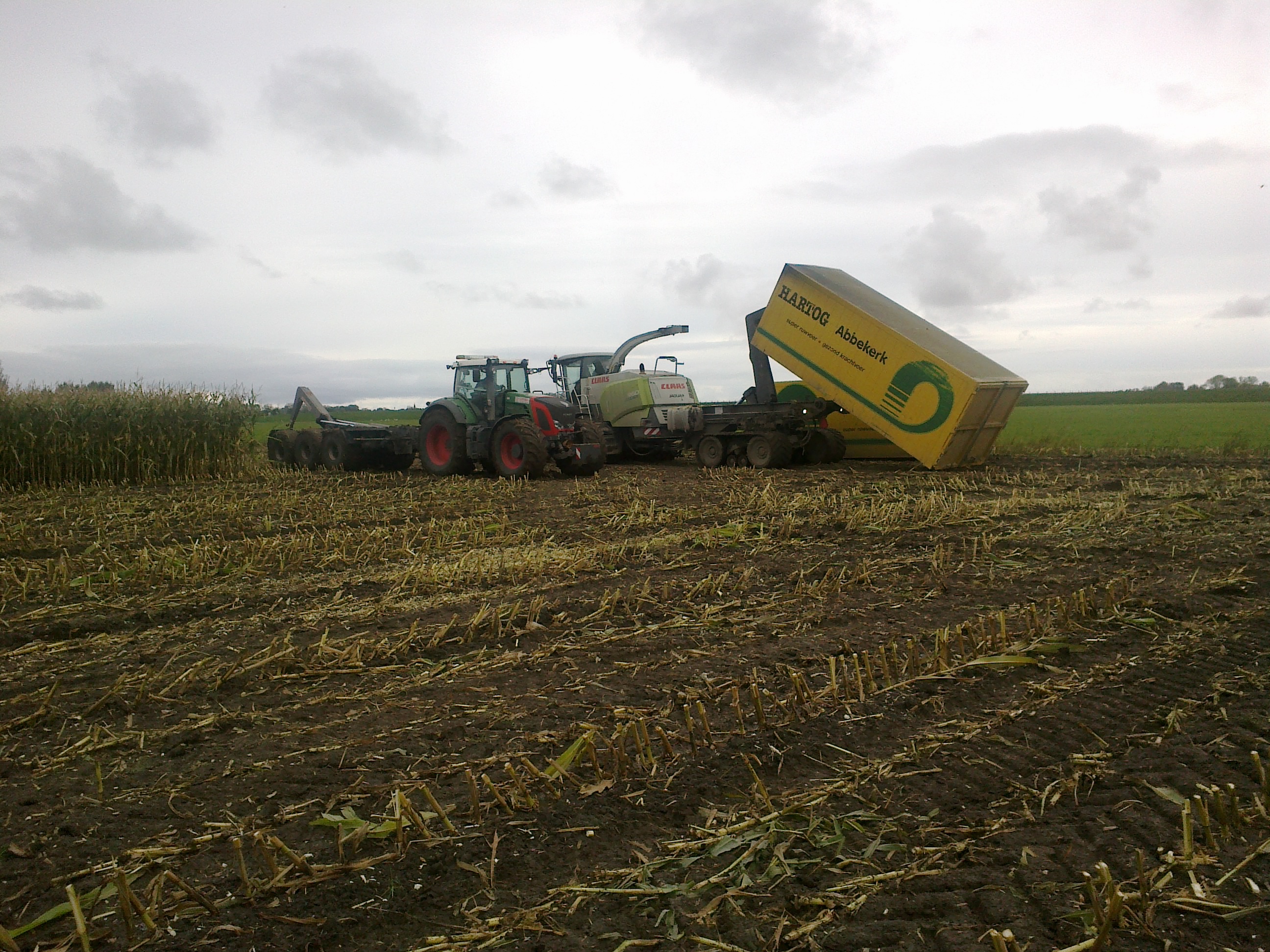 In de mais op rupsen